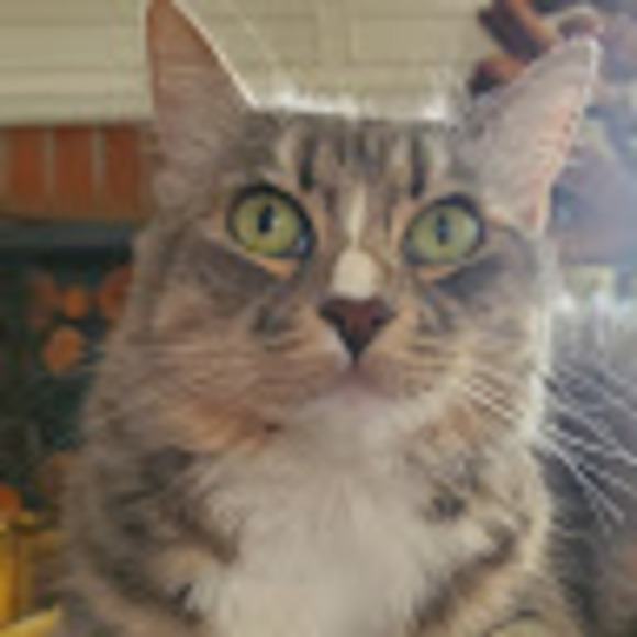 Meet your Posher, Elizabeth - Picture 1 of 1